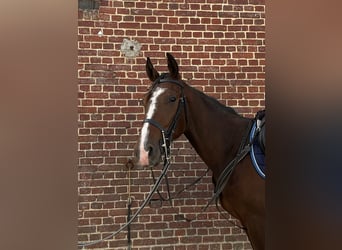 Trotón francés, Caballo castrado, 2 años, 155 cm, Castaño
