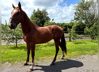 Trotón francés, Caballo castrado, 2 años, 160 cm, Alazán