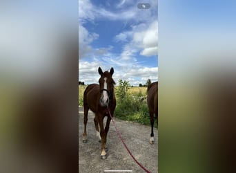 Trotón francés, Caballo castrado, 2 años, 165 cm, Alazán