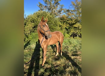 Trotón francés, Caballo castrado, 2 años, 170 cm, Alazán