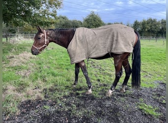 Trotón francés, Caballo castrado, 3 años, 152 cm, Castaño oscuro