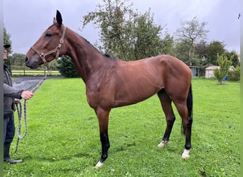 Trotón francés, Caballo castrado, 3 años, 152 cm, Castaño oscuro