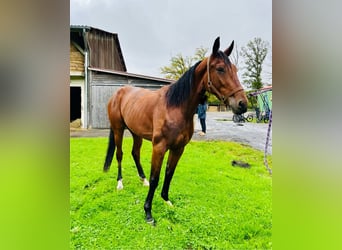 Trotón francés, Caballo castrado, 3 años, 152 cm, Castaño oscuro