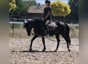 Trotón francés, Caballo castrado, 3 años, 160 cm, Castaño