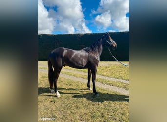 Trotón francés, Caballo castrado, 3 años, Castaño oscuro