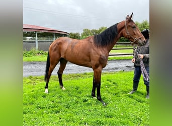 Trotón francés, Caballo castrado, 4 años, 152 cm, Castaño oscuro