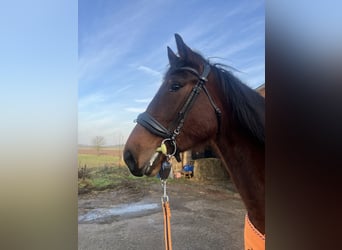 Trotón francés, Caballo castrado, 4 años, 163 cm, Castaño oscuro