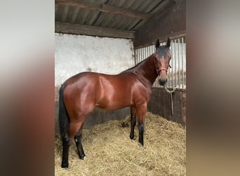 Trotón francés, Caballo castrado, 4 años, 163 cm, Castaño oscuro