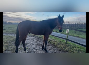 Trotón francés, Caballo castrado, 4 años, 163 cm, Castaño oscuro