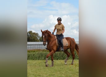 Trotón francés, Caballo castrado, 4 años, 167 cm, Alazán rojizo