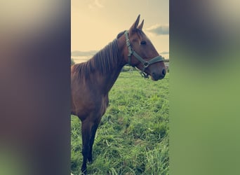 Trotón francés, Caballo castrado, 4 años, 169 cm, Castaño