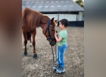 Trotón francés, Caballo castrado, 4 años, 170 cm, Alazán