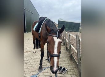 Trotón francés, Caballo castrado, 4 años, 170 cm, Castaño