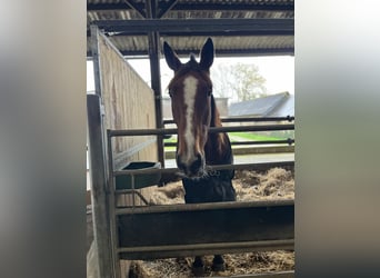 Trotón francés, Caballo castrado, 5 años, 158 cm, Castaño