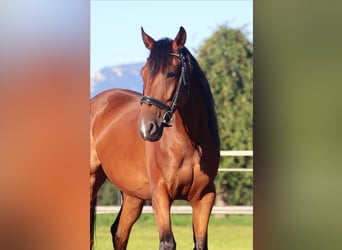 Trotón francés, Caballo castrado, 5 años, 158 cm, Castaño