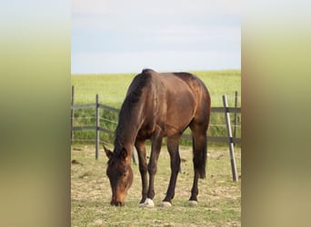 Trotón francés, Caballo castrado, 5 años, 160 cm, Castaño oscuro