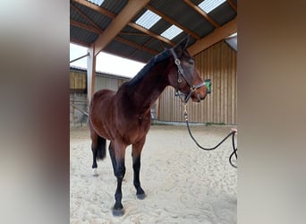 Trotón francés, Caballo castrado, 5 años, 162 cm, Castaño