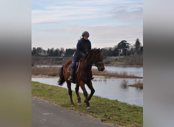 Trotón francés, Caballo castrado, 5 años, 164 cm, Castaño