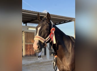 Trotón francés, Caballo castrado, 5 años, 169 cm, Negro