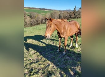 Trotón francés, Caballo castrado, 5 años, 172 cm, Alazán