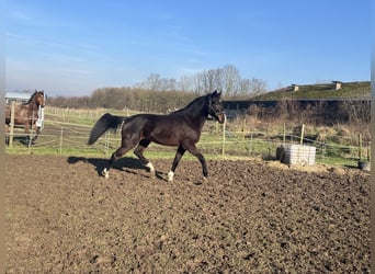 Trotón francés, Caballo castrado, 5 años, 176 cm, Castaño oscuro