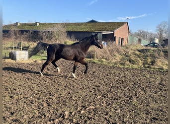 Trotón francés, Caballo castrado, 5 años, 176 cm, Castaño oscuro