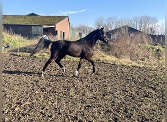 Trotón francés, Caballo castrado, 5 años, 176 cm, Castaño oscuro