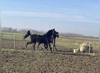 Trotón francés, Caballo castrado, 5 años, 176 cm, Castaño oscuro