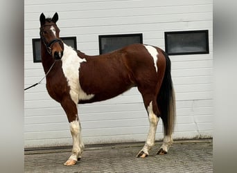 Trotón francés, Caballo castrado, 6 años, 158 cm, Pío