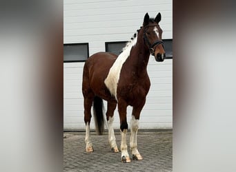 Trotón francés, Caballo castrado, 6 años, 158 cm, Pío