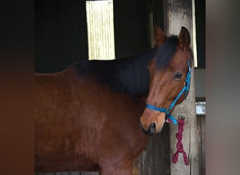 Trotón francés, Caballo castrado, 6 años, 165 cm, Castaño