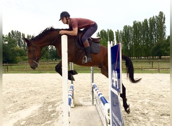 Trotón francés, Caballo castrado, 6 años, 165 cm, Castaño