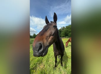 Trotón francés, Caballo castrado, 6 años, 167 cm, Negro