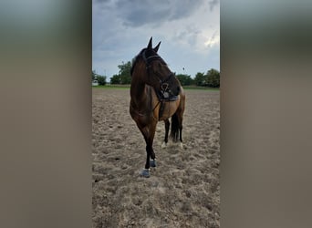 Trotón francés, Caballo castrado, 6 años, 170 cm, Castaño