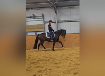 Trotón francés, Caballo castrado, 6 años, 170 cm, Castaño