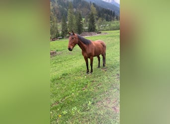 Trotón francés, Caballo castrado, 6 años, 175 cm, Castaño