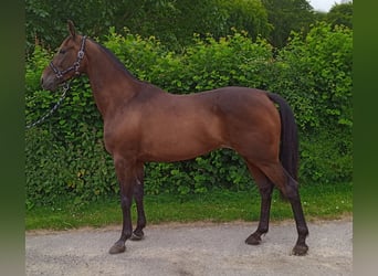 Trotón francés, Caballo castrado, 7 años, 160 cm, Castaño oscuro