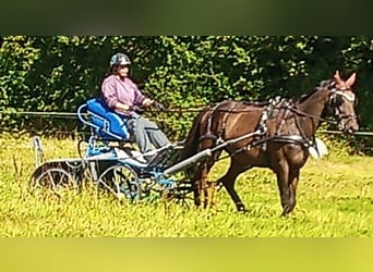 Trotón francés, Caballo castrado, 7 años, 160 cm, Castaño oscuro