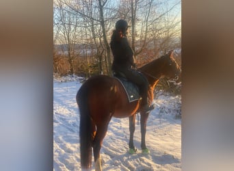 Trotón francés, Caballo castrado, 7 años, 165 cm, Castaño