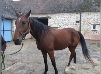 Trotón francés, Caballo castrado, 7 años, 170 cm, Castaño