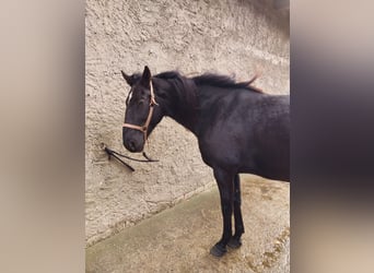 Trotón francés, Caballo castrado, 7 años, 172 cm, Morcillo