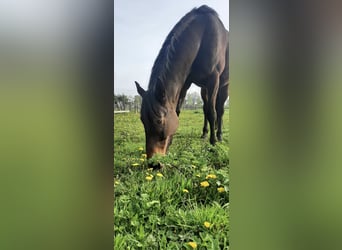 Trotón francés, Caballo castrado, 7 años, 174 cm, Castaño