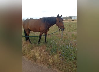 Trotón francés, Caballo castrado, 8 años, 158 cm, Castaño