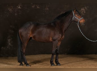 Trotón francés, Caballo castrado, 8 años, 160 cm, Castaño