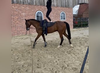 Trotón francés, Caballo castrado, 8 años, 164 cm, Castaño oscuro