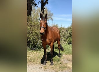 Trotón francés, Caballo castrado, 8 años, 170 cm, Castaño