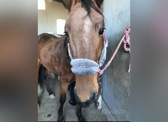 Trotón francés Mestizo, Caballo castrado, 8 años, 170 cm, Negro