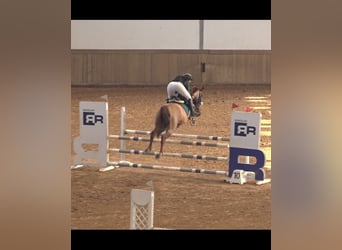 Trotón francés, Caballo castrado, 8 años, 172 cm, Alazán