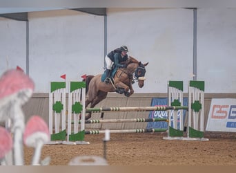 Trotón francés, Caballo castrado, 8 años, 172 cm, Alazán