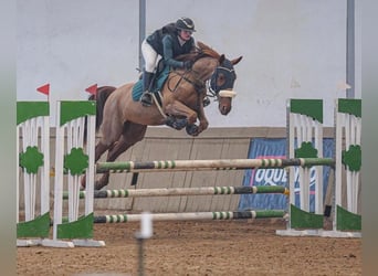 Trotón francés, Caballo castrado, 8 años, 172 cm, Castaño